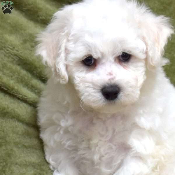 Toby, Bichon Frise Puppy